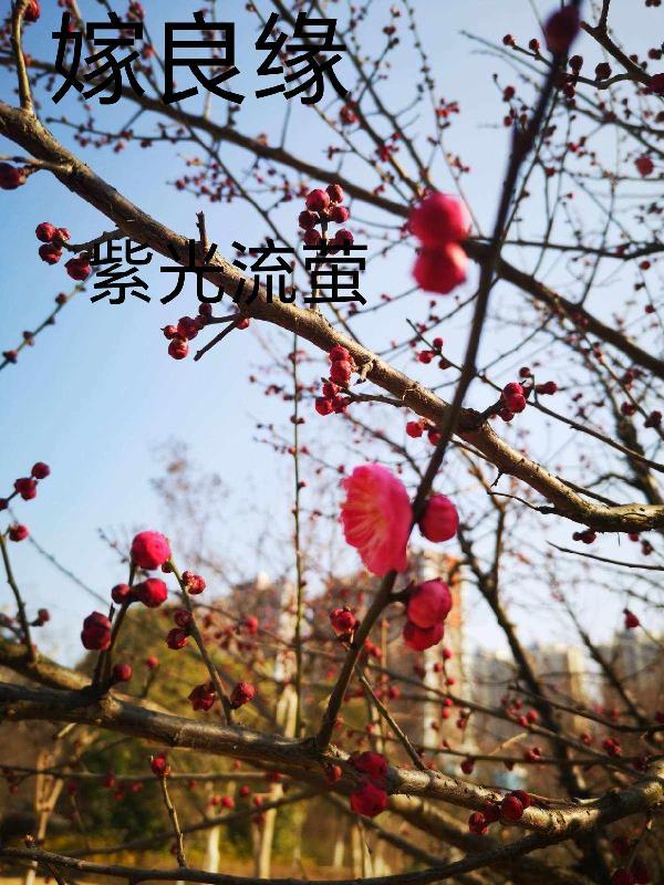 嫁良缘演员表名单大全